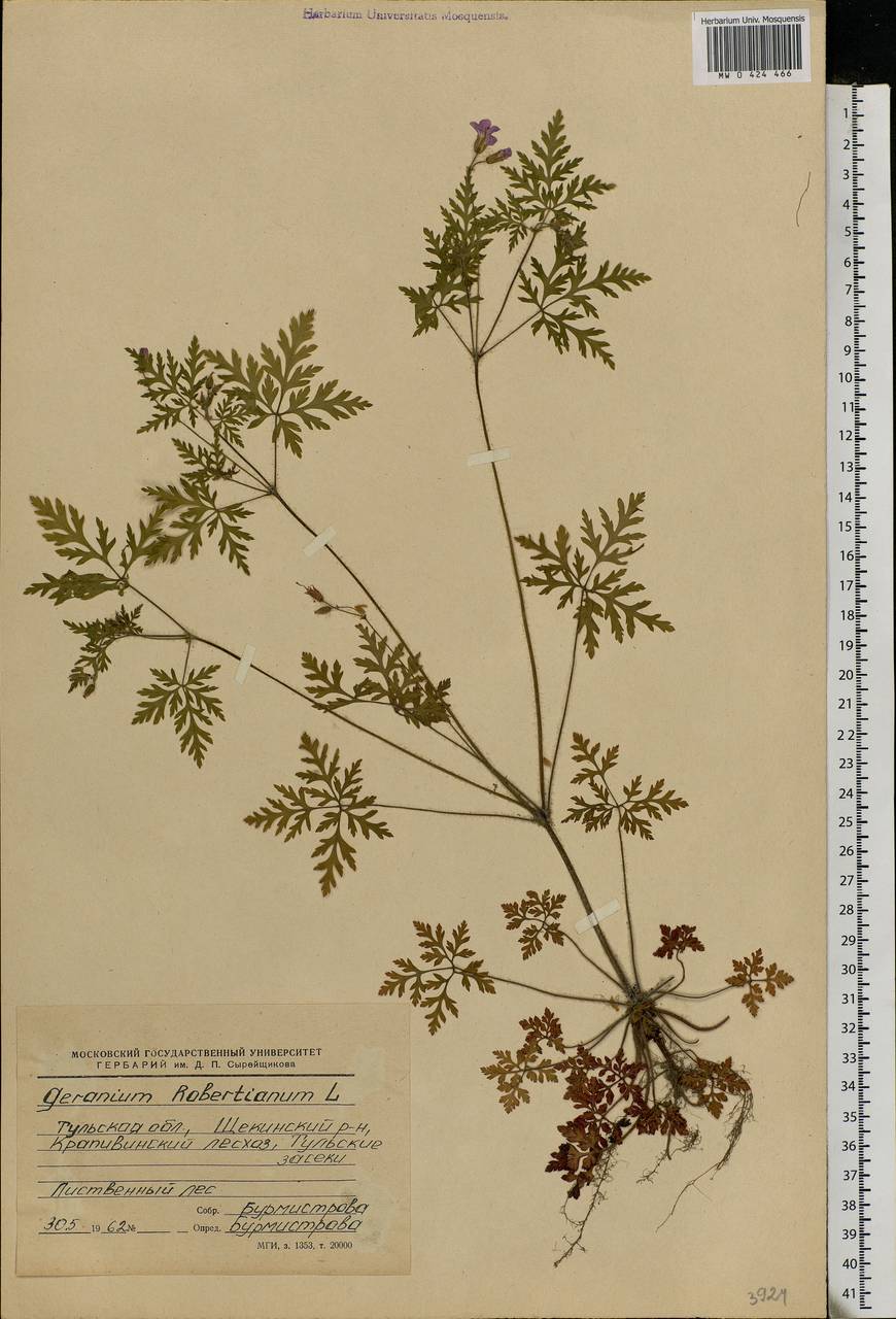 Geranium robertianum L., Eastern Europe, Central region (E4) (Russia)