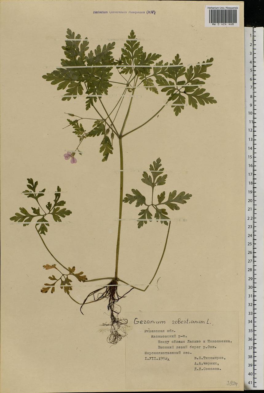 Geranium robertianum L., Eastern Europe, Central region (E4) (Russia)