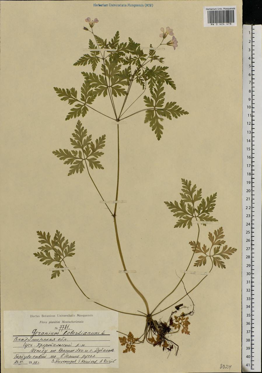 Geranium robertianum L., Eastern Europe, Central region (E4) (Russia)