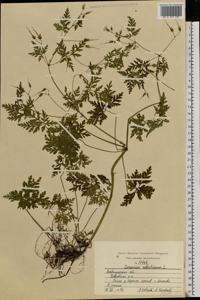 Geranium robertianum L., Eastern Europe, Central region (E4) (Russia)