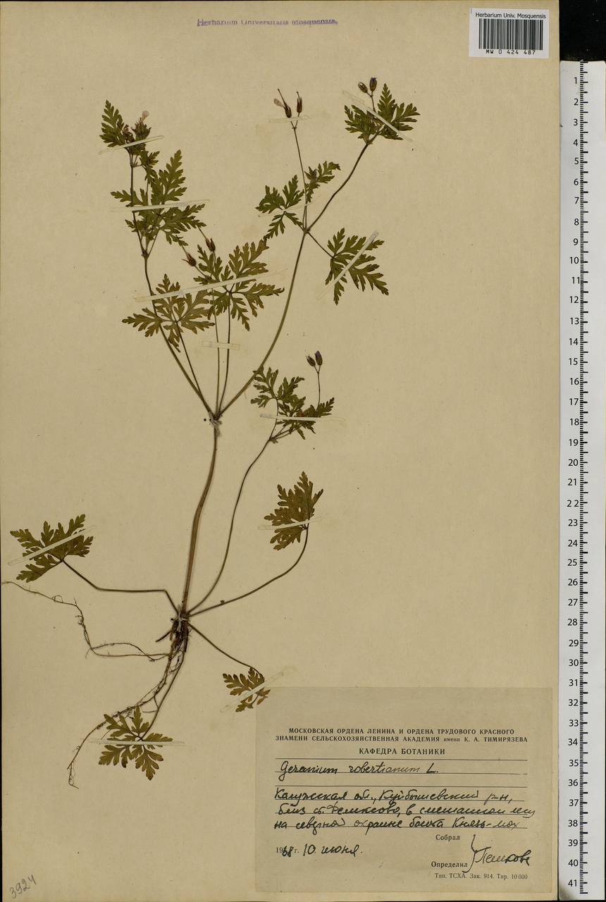 Geranium robertianum L., Eastern Europe, Central region (E4) (Russia)