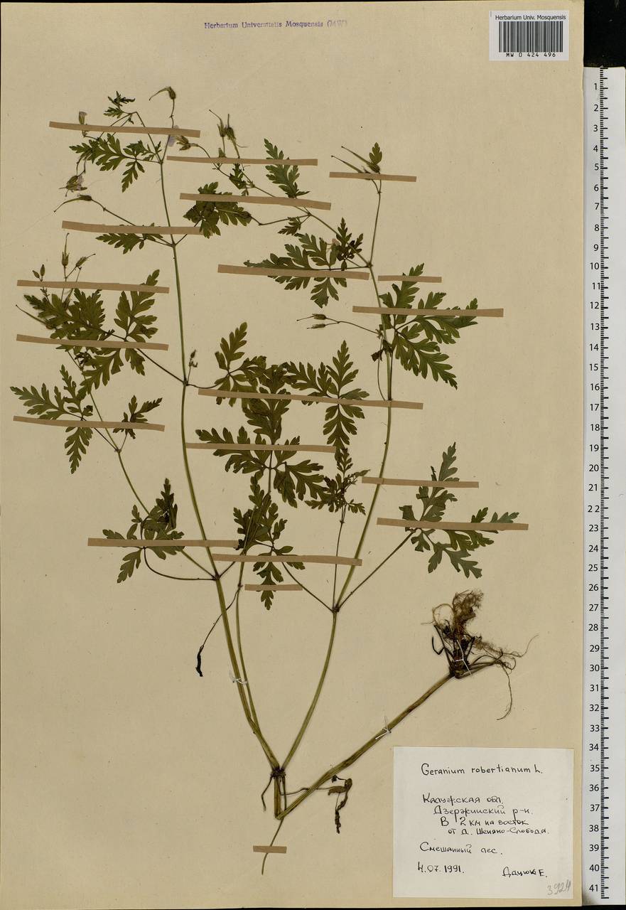 Geranium robertianum L., Eastern Europe, Central region (E4) (Russia)