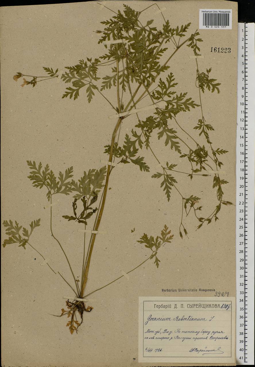 Geranium robertianum L., Eastern Europe, Moscow region (E4a) (Russia)