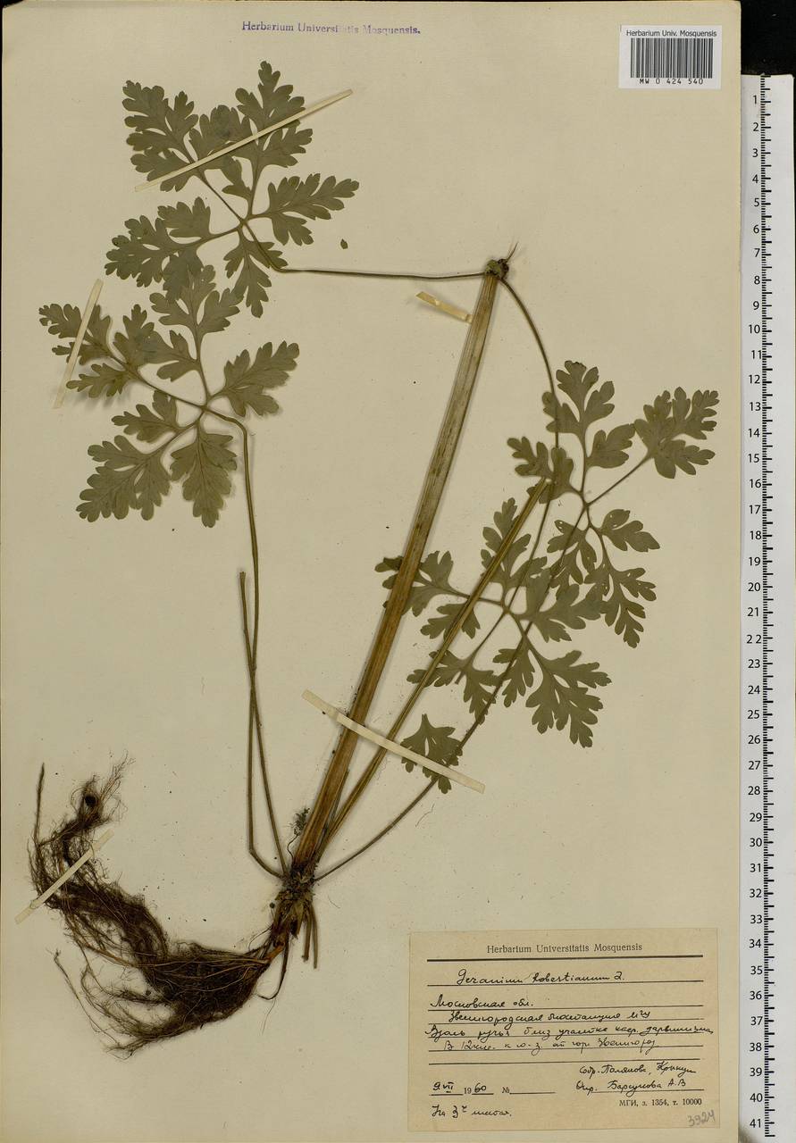 Geranium robertianum L., Eastern Europe, Moscow region (E4a) (Russia)