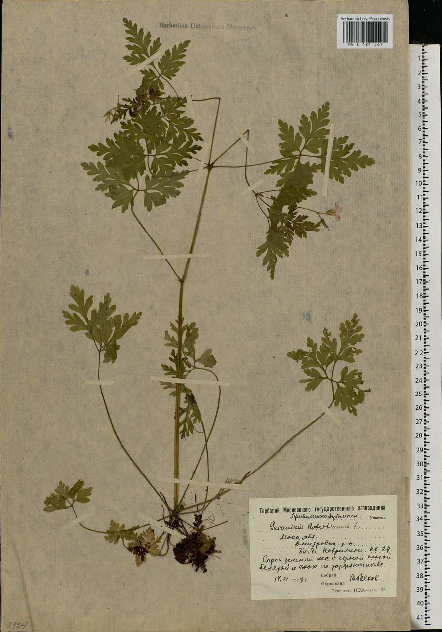 Geranium robertianum L., Eastern Europe, Moscow region (E4a) (Russia)