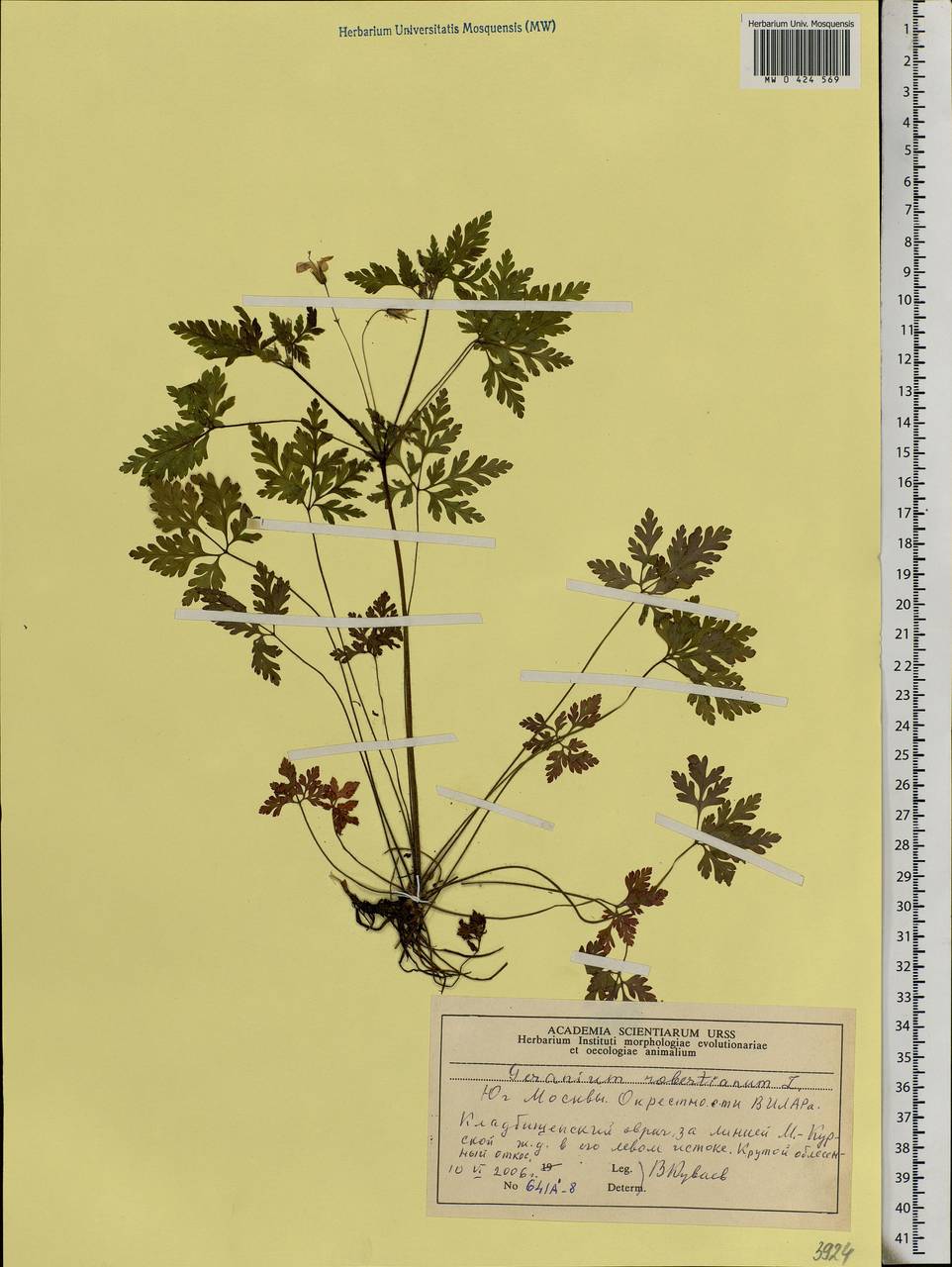 Geranium robertianum L., Eastern Europe, Moscow region (E4a) (Russia)