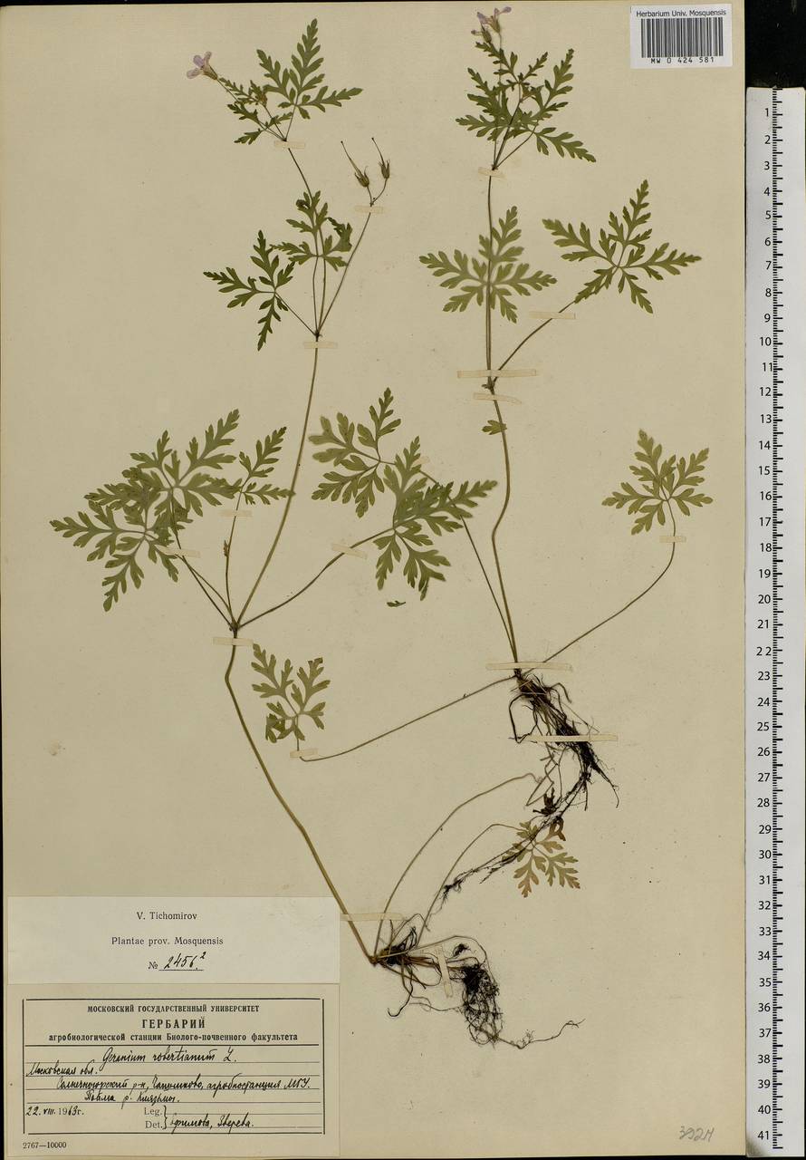 Geranium robertianum L., Eastern Europe, Moscow region (E4a) (Russia)