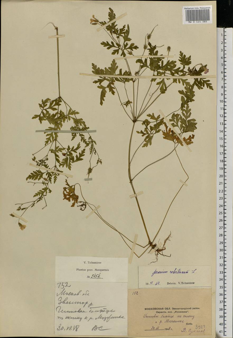 Geranium robertianum L., Eastern Europe, Moscow region (E4a) (Russia)