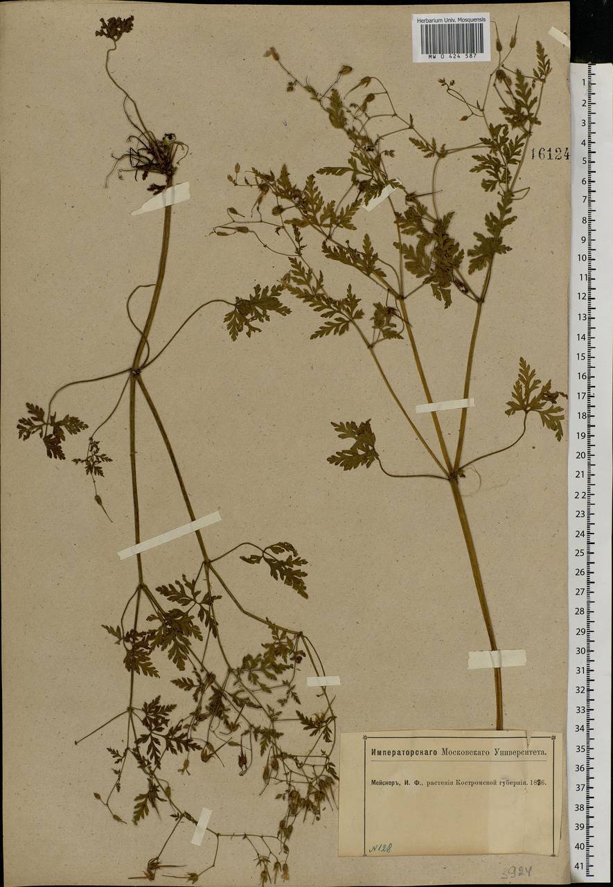 Geranium robertianum L., Eastern Europe, Central forest region (E5) (Russia)