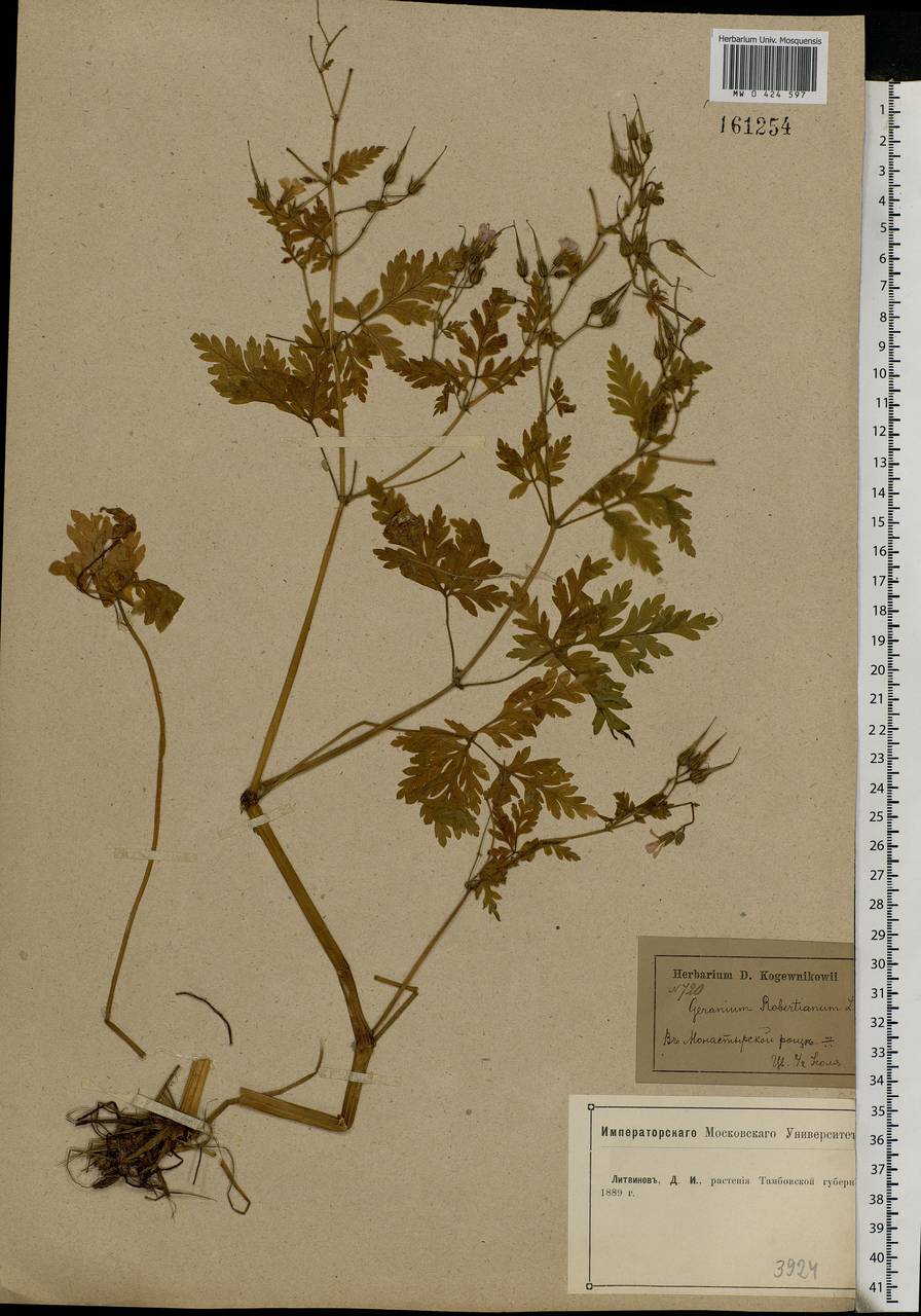 Geranium robertianum L., Eastern Europe, Central forest-and-steppe region (E6) (Russia)
