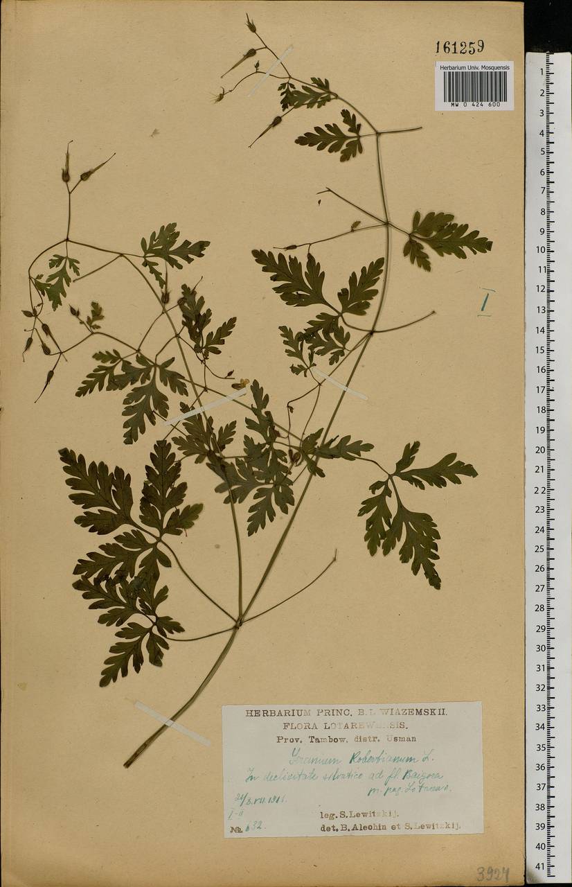 Geranium robertianum L., Eastern Europe, Central forest-and-steppe region (E6) (Russia)