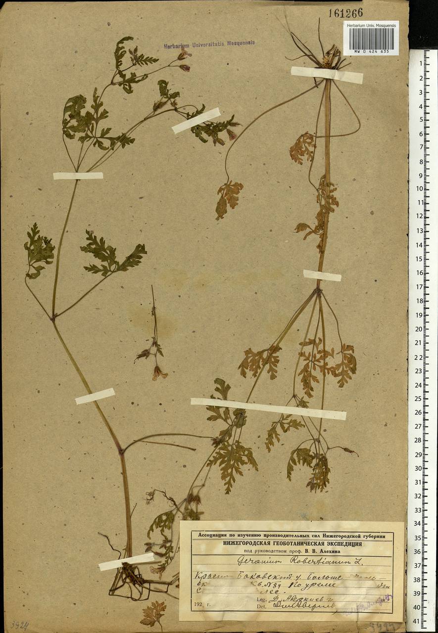 Geranium robertianum L., Eastern Europe, Volga-Kama region (E7) (Russia)