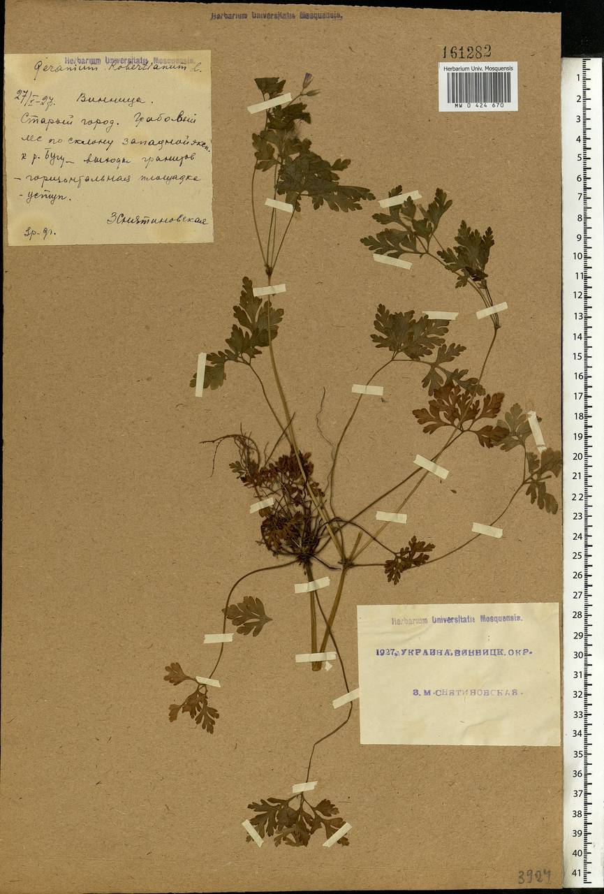 Geranium robertianum L., Eastern Europe, South Ukrainian region (E12) (Ukraine)