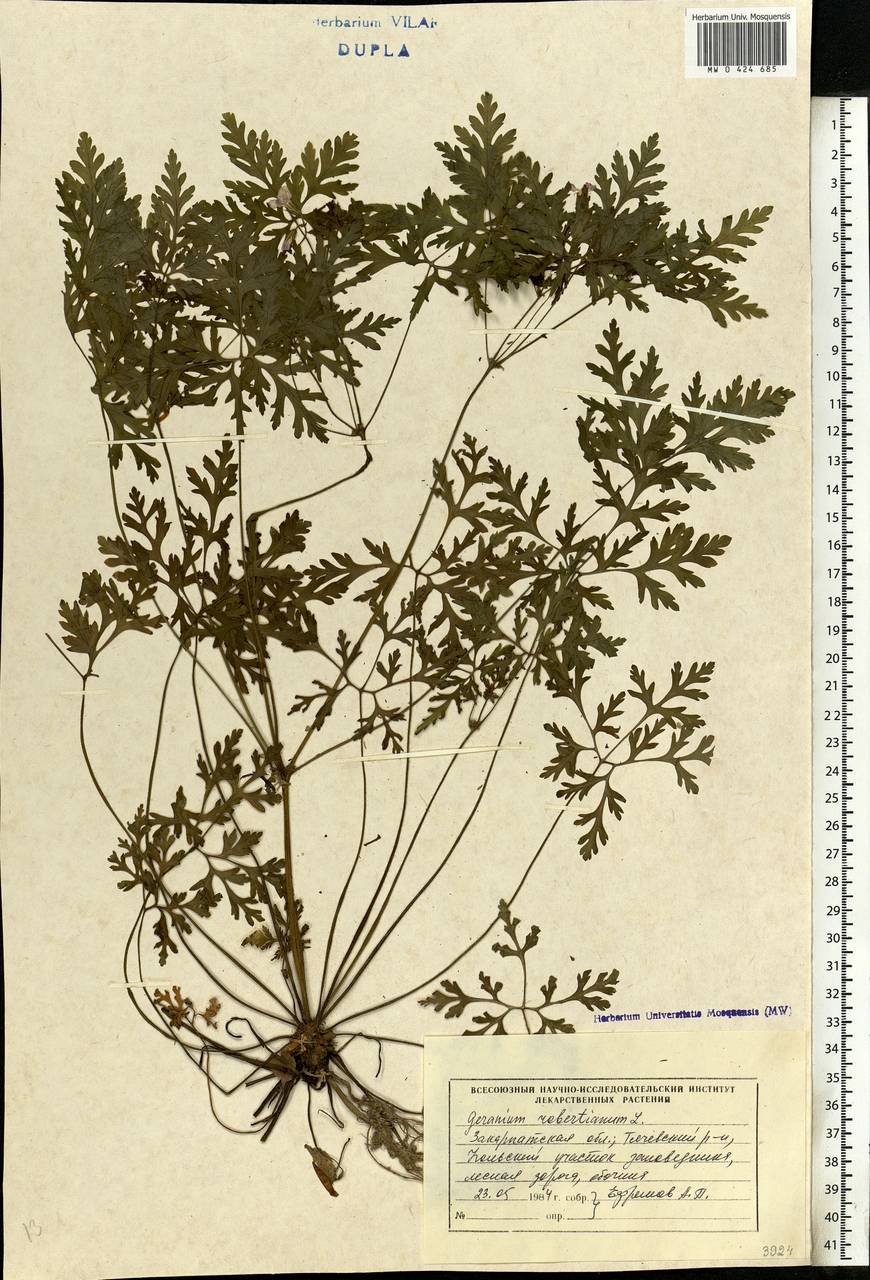 Geranium robertianum L., Eastern Europe, West Ukrainian region (E13) (Ukraine)