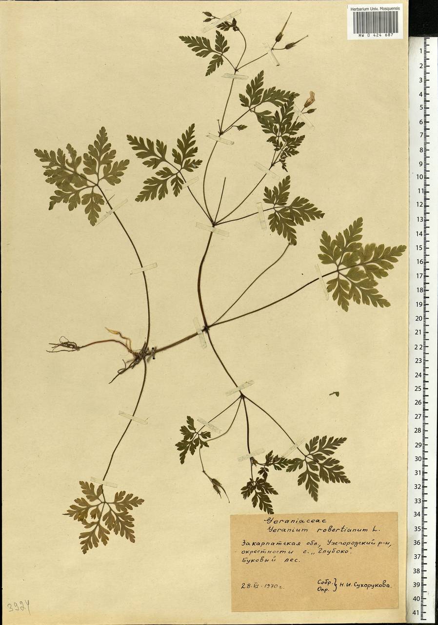 Geranium robertianum L., Eastern Europe, West Ukrainian region (E13) (Ukraine)