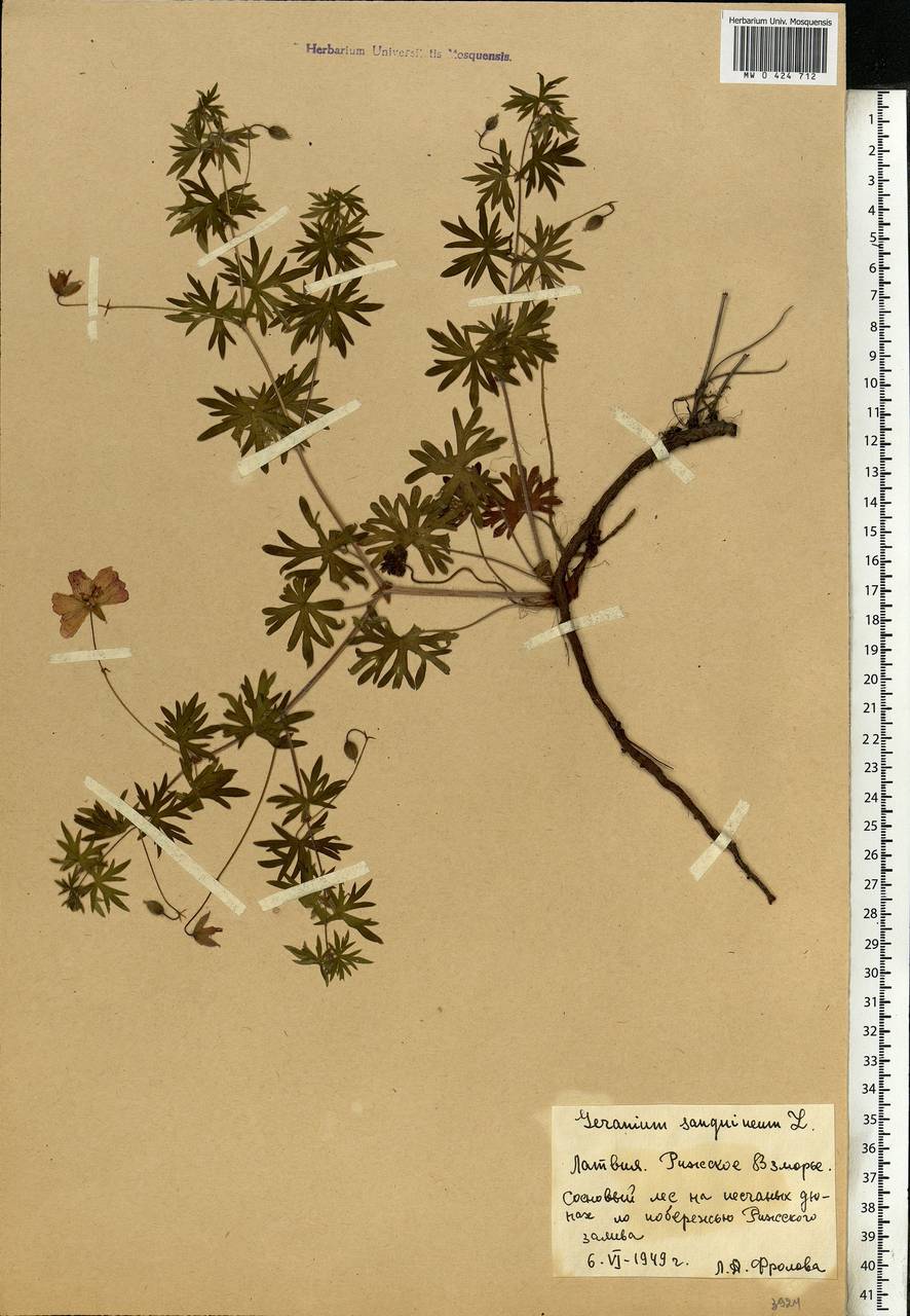 Geranium sanguineum L., Eastern Europe, Latvia (E2b) (Latvia)