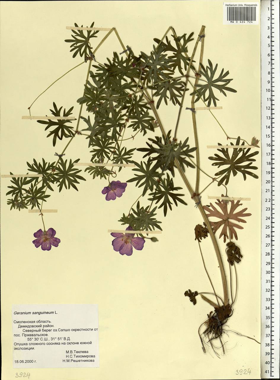 Geranium sanguineum L., Eastern Europe, Western region (E3) (Russia)