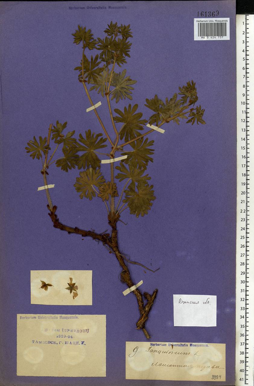 Geranium sanguineum L., Eastern Europe, Central region (E4) (Russia)