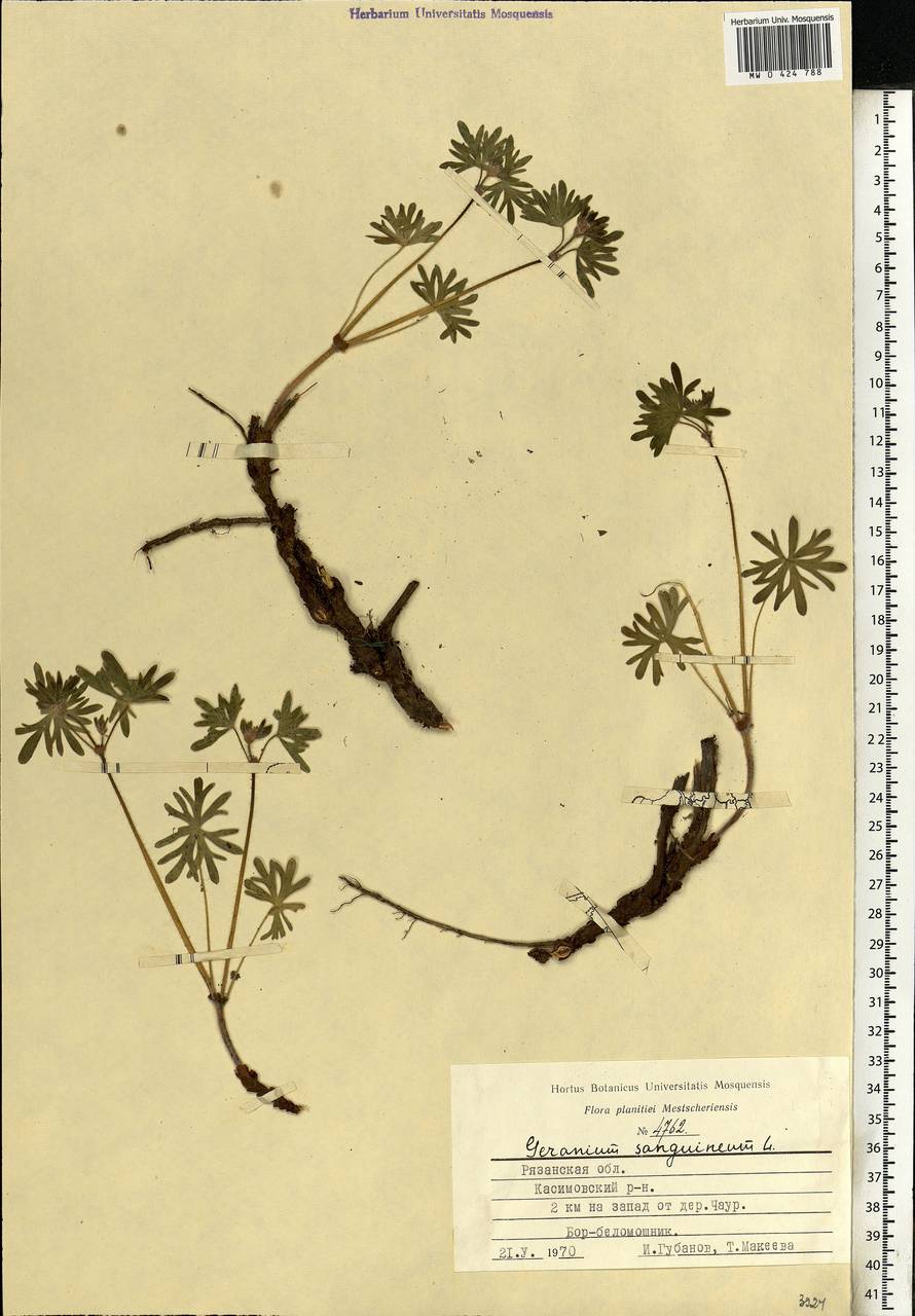 Geranium sanguineum L., Eastern Europe, Central region (E4) (Russia)