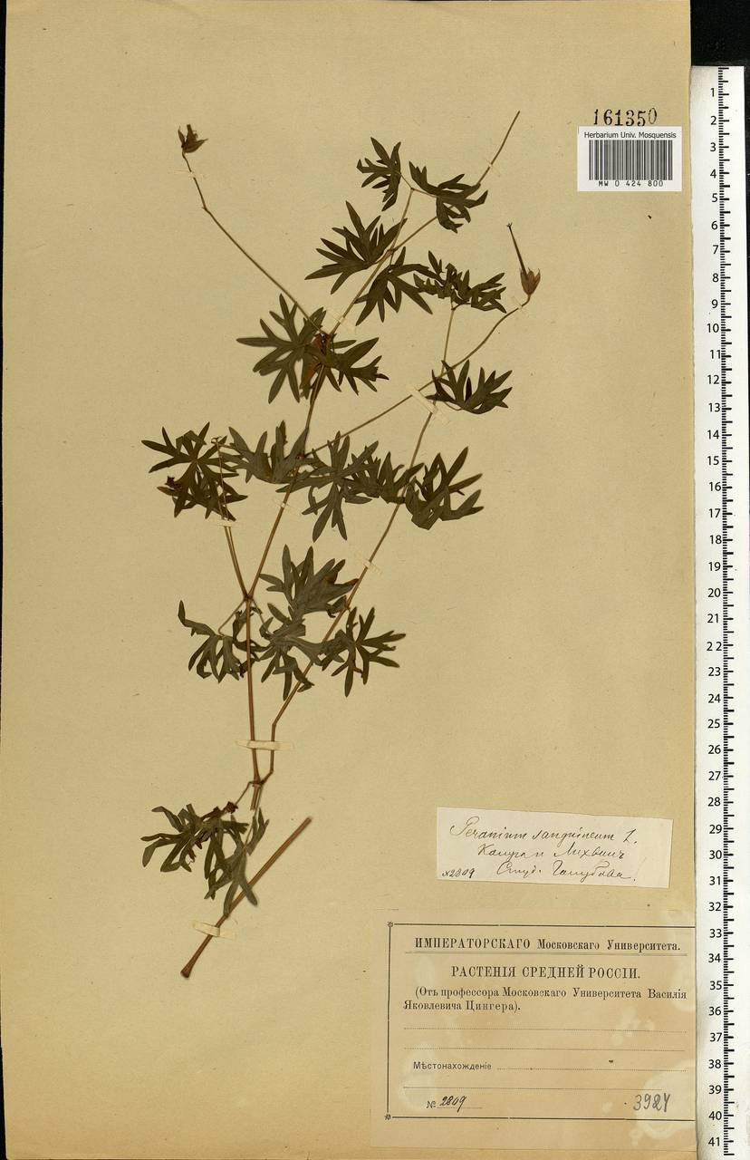 Geranium sanguineum L., Eastern Europe, Central region (E4) (Russia)