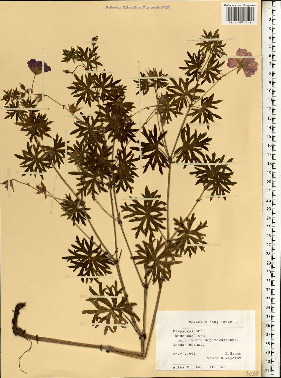 Geranium sanguineum L., Eastern Europe, Central region (E4) (Russia)