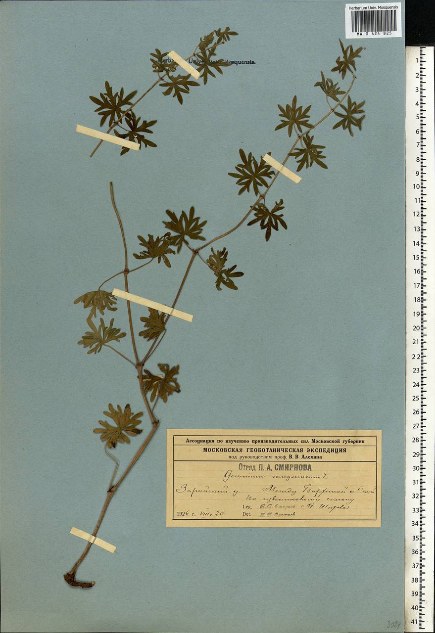 Geranium sanguineum L., Eastern Europe, Moscow region (E4a) (Russia)