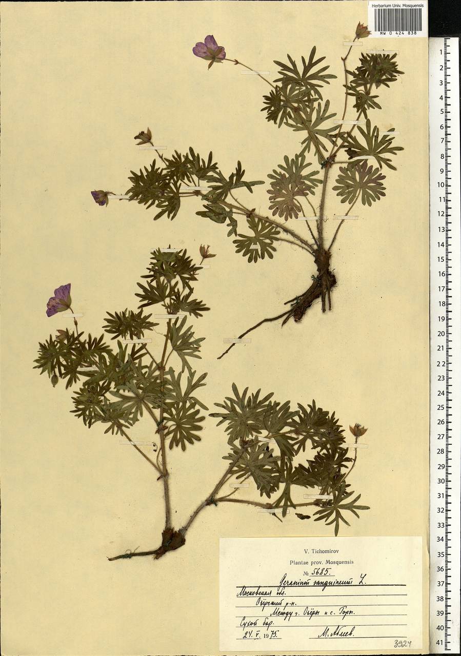 Geranium sanguineum L., Eastern Europe, Moscow region (E4a) (Russia)