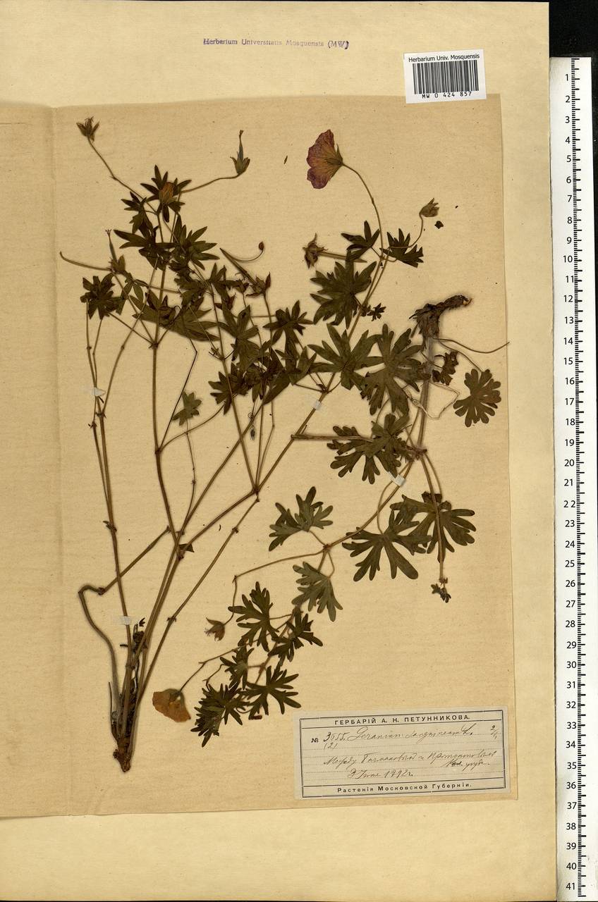 Geranium sanguineum L., Eastern Europe, Moscow region (E4a) (Russia)