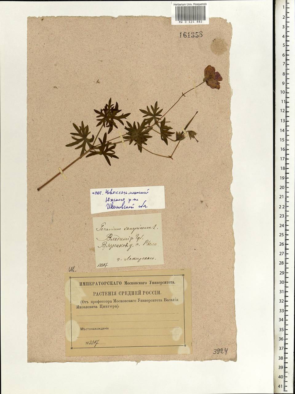 Geranium sanguineum L., Eastern Europe, Central forest region (E5) (Russia)