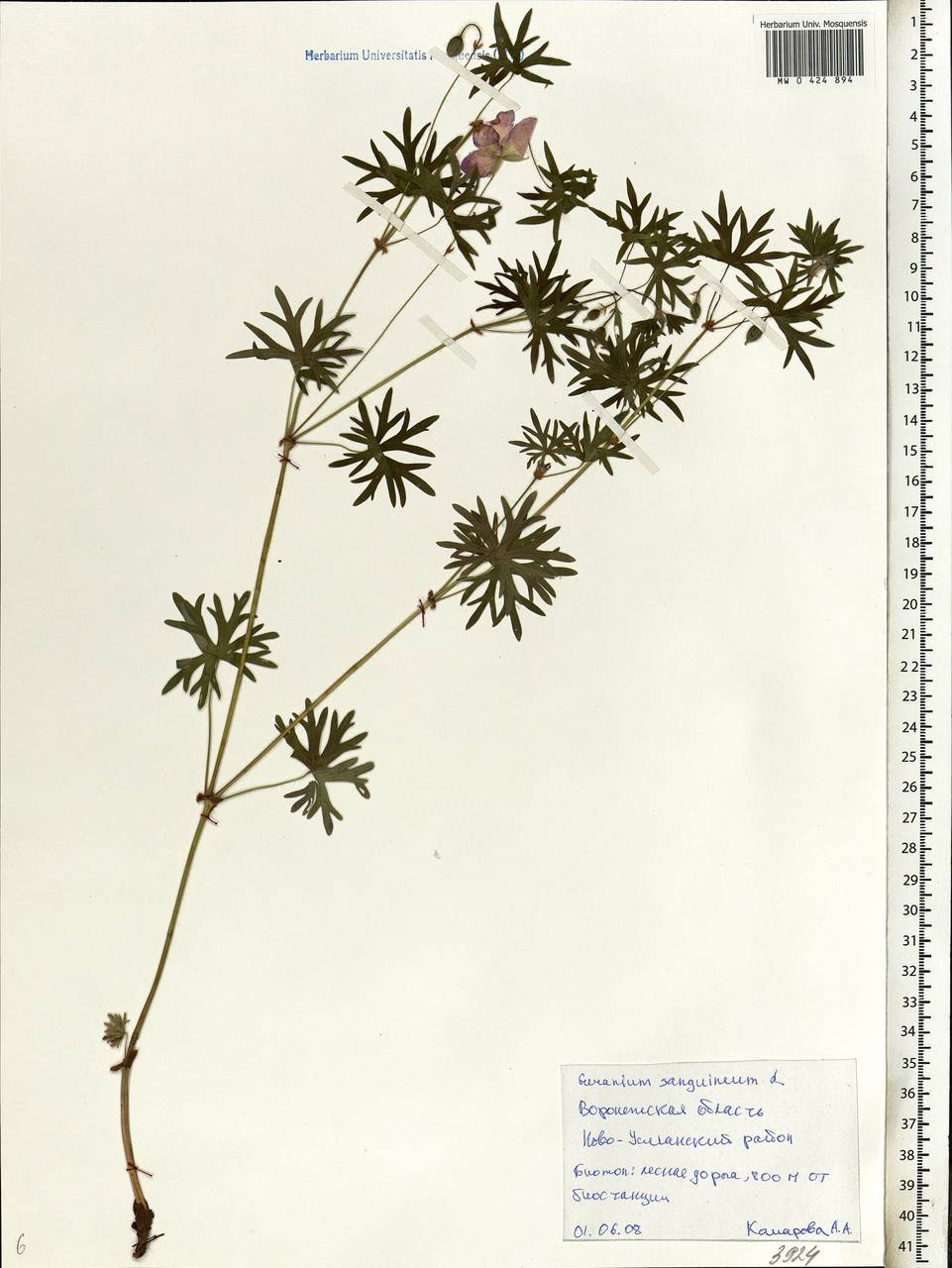 Geranium sanguineum L., Eastern Europe, Central forest-and-steppe region (E6) (Russia)