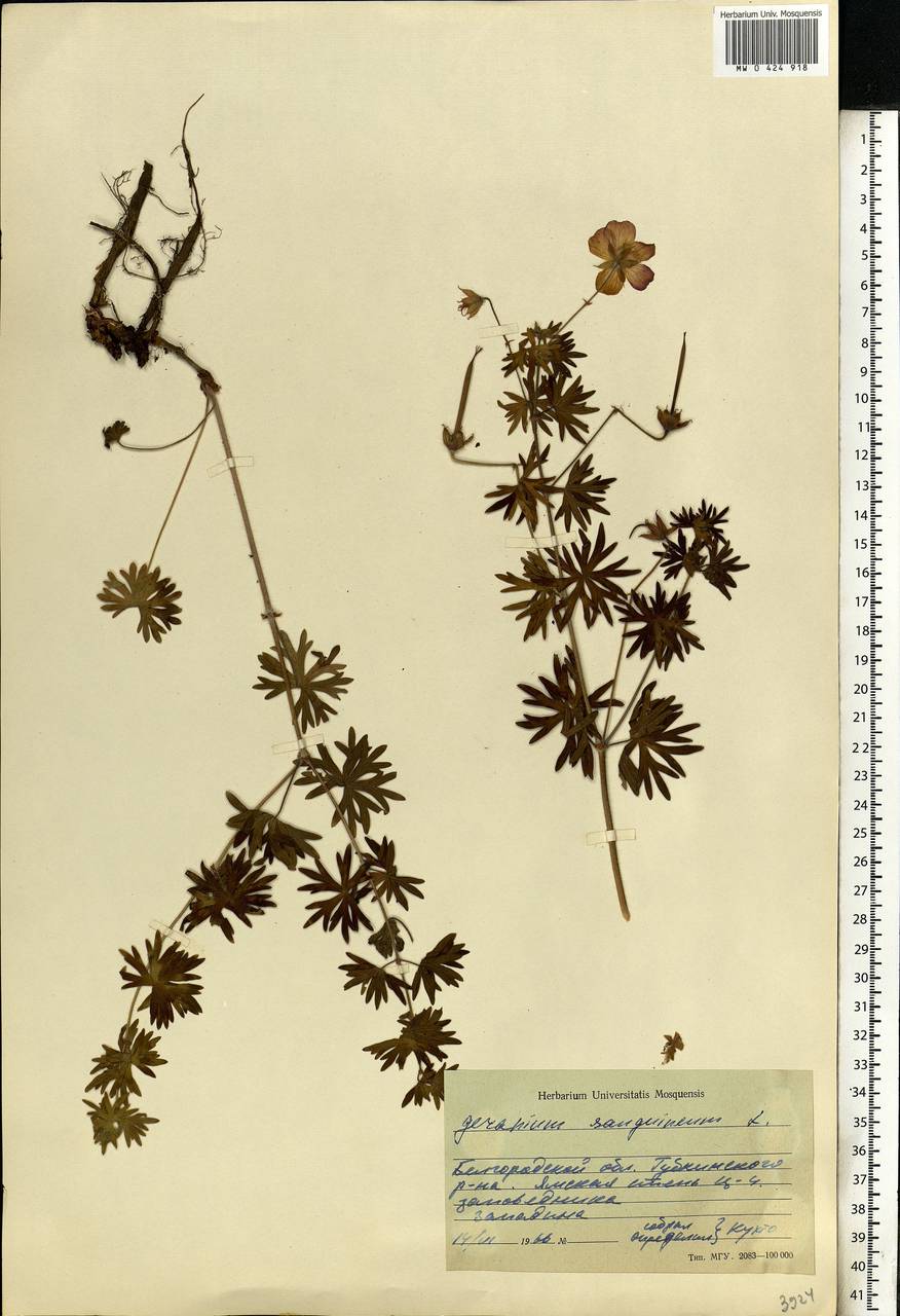 Geranium sanguineum L., Eastern Europe, Central forest-and-steppe region (E6) (Russia)