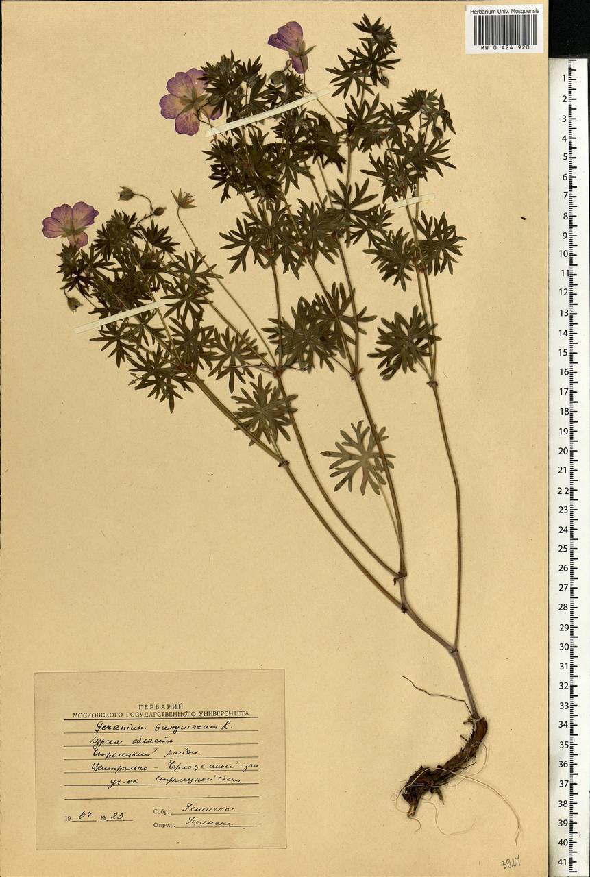 Geranium sanguineum L., Eastern Europe, Central forest-and-steppe region (E6) (Russia)