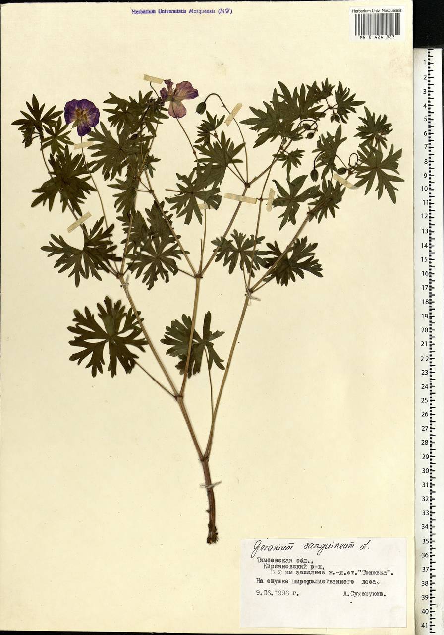 Geranium sanguineum L., Eastern Europe, Central forest-and-steppe region (E6) (Russia)