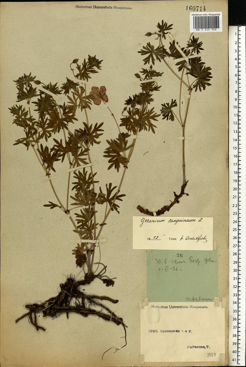 Geranium sanguineum L., Eastern Europe, Central forest-and-steppe region (E6) (Russia)