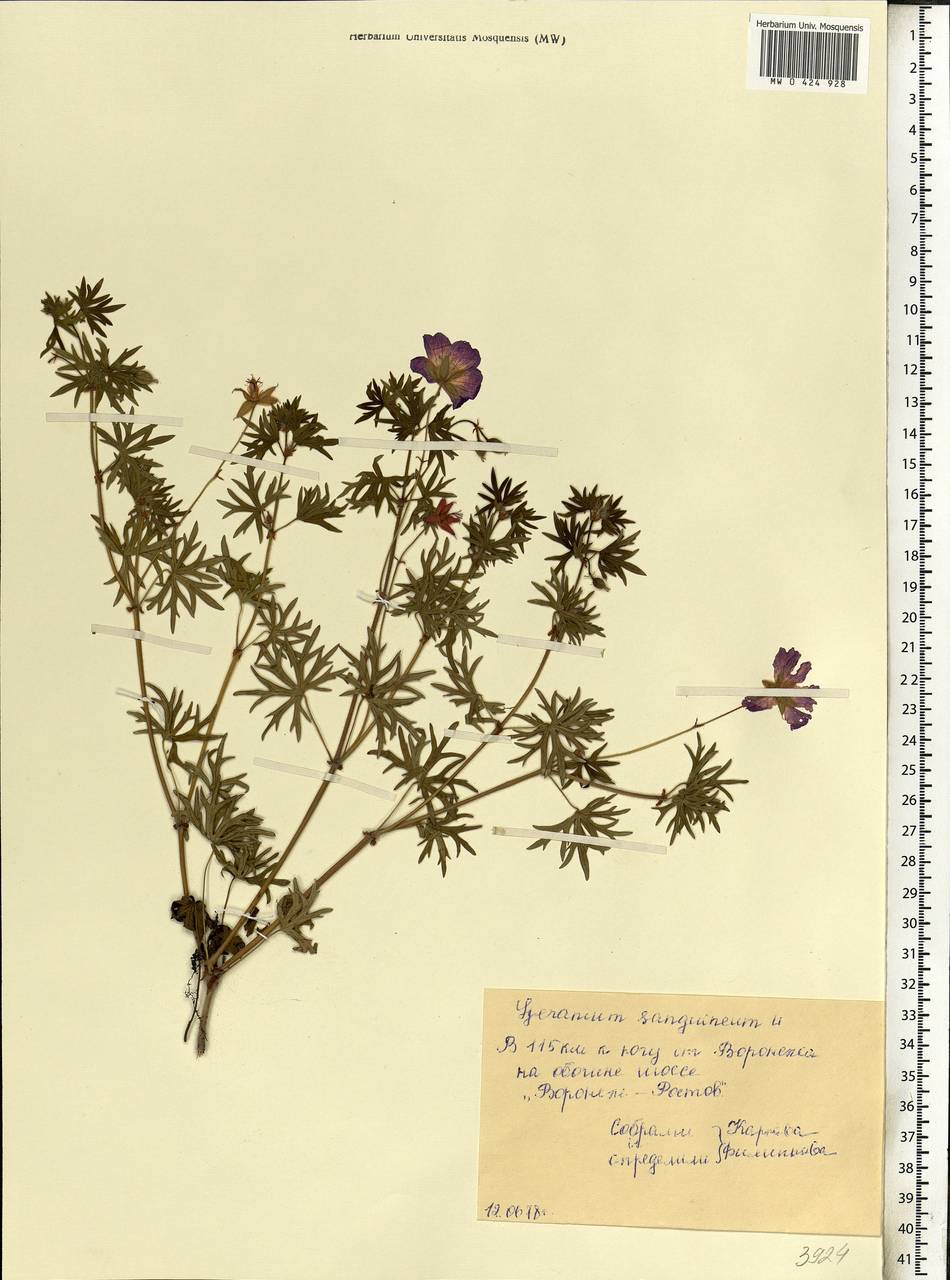 Geranium sanguineum L., Eastern Europe, Central forest-and-steppe region (E6) (Russia)