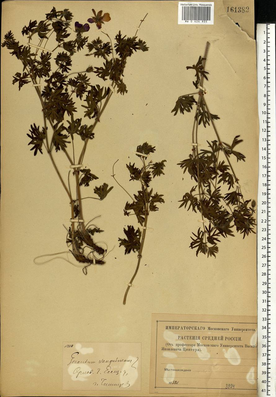 Geranium sanguineum L., Eastern Europe, Central forest-and-steppe region (E6) (Russia)