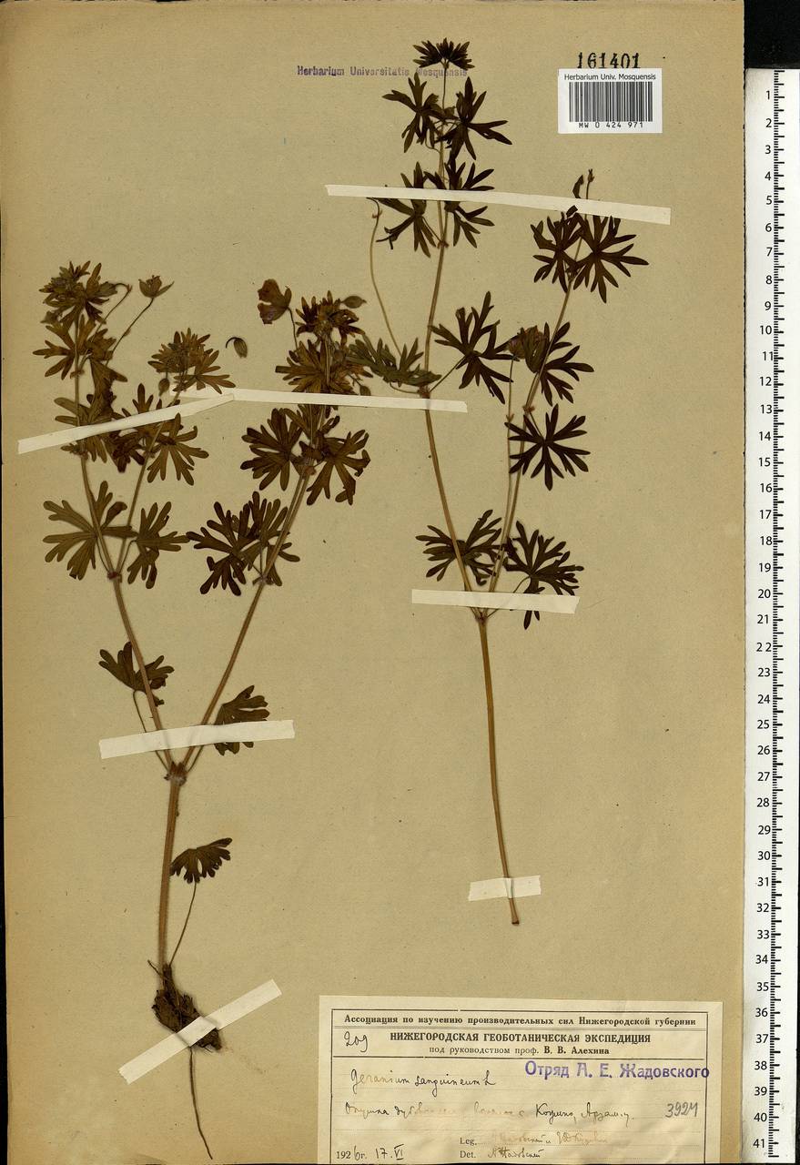 Geranium sanguineum L., Eastern Europe, Volga-Kama region (E7) (Russia)