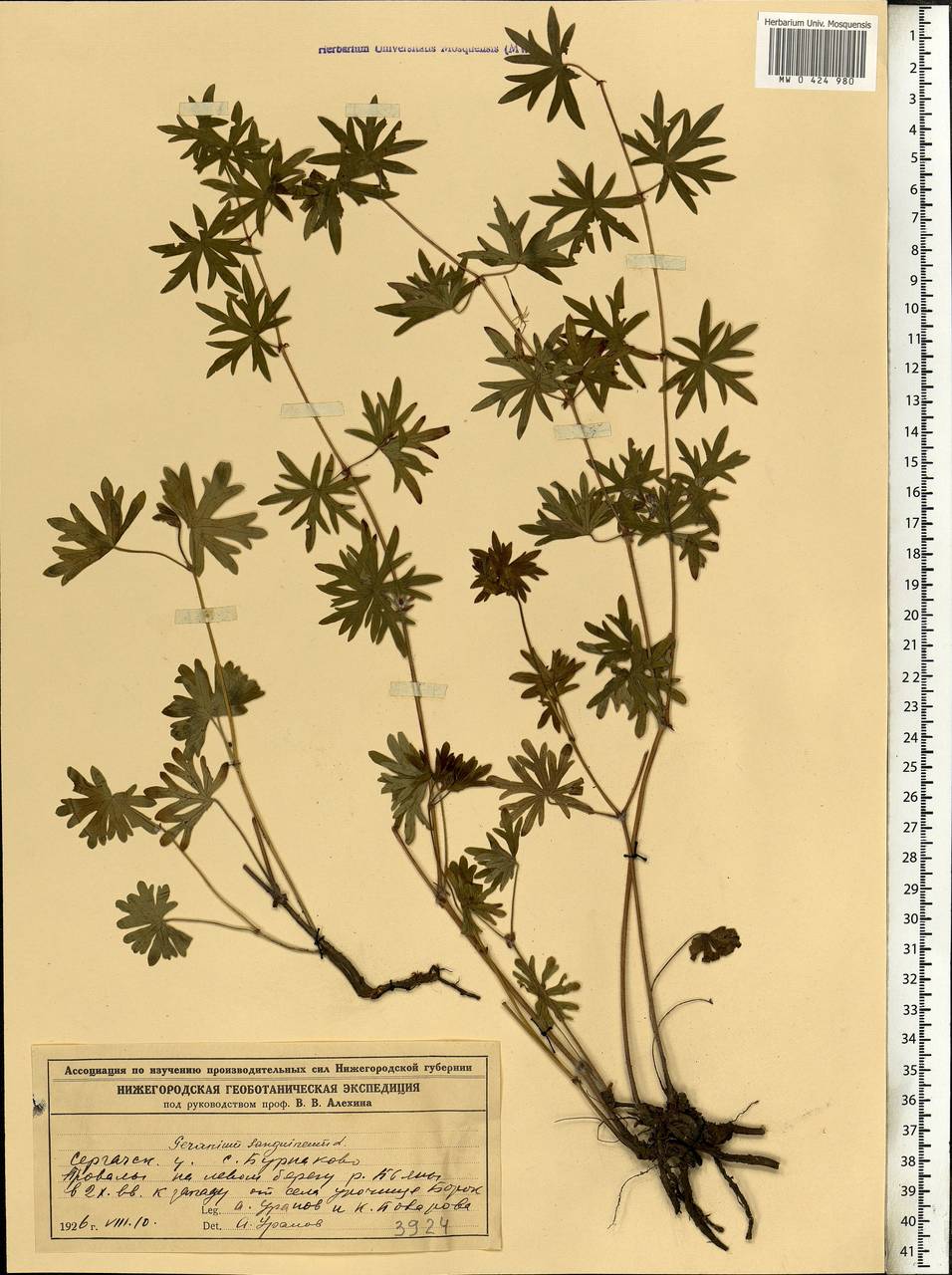 Geranium sanguineum L., Eastern Europe, Volga-Kama region (E7) (Russia)