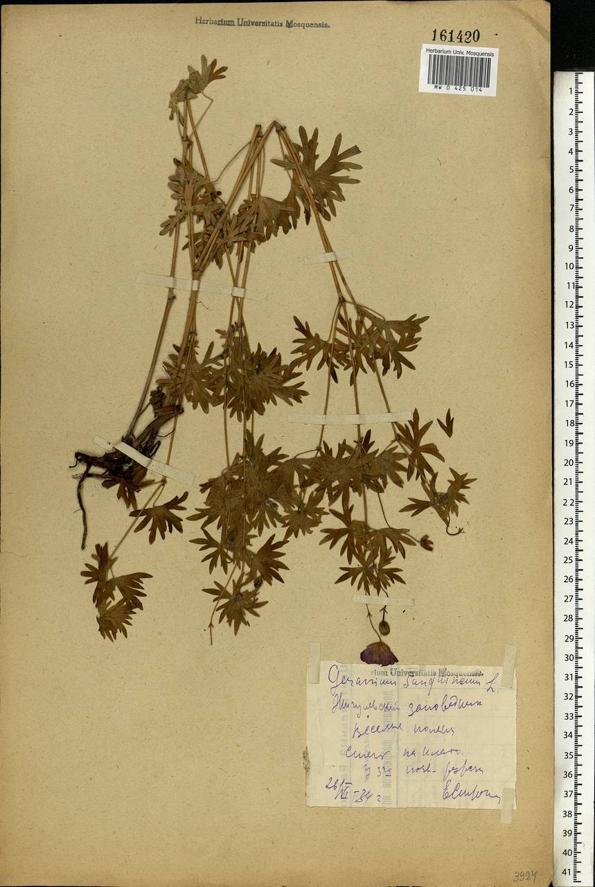 Geranium sanguineum L., Eastern Europe, Middle Volga region (E8) (Russia)
