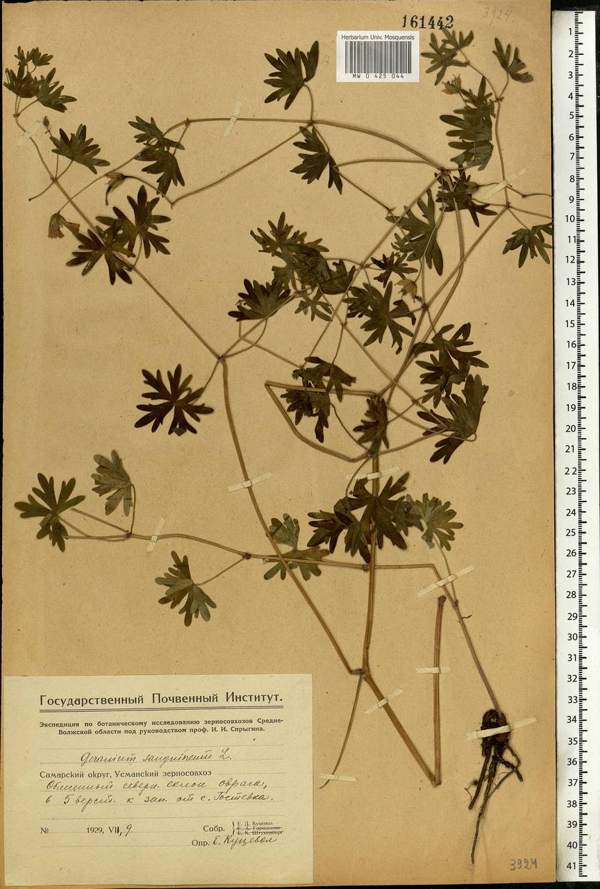 Geranium sanguineum L., Eastern Europe, Middle Volga region (E8) (Russia)