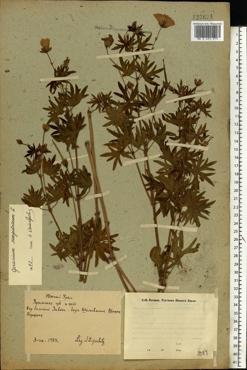 Geranium sanguineum L., Eastern Europe, Eastern region (E10) (Russia)