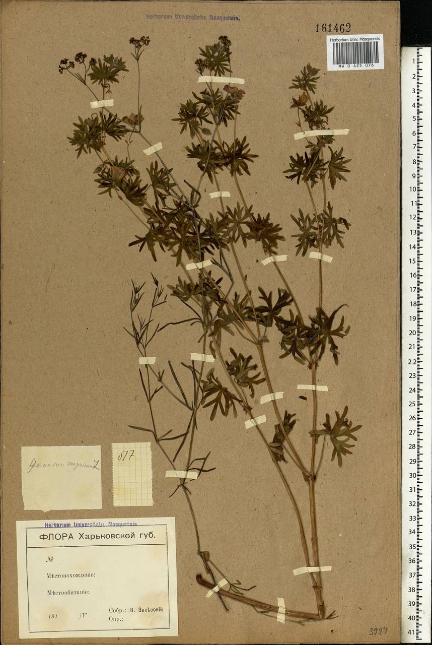 Geranium sanguineum L., Eastern Europe, North Ukrainian region (E11) (Ukraine)