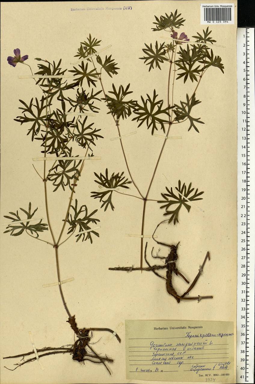 Geranium sanguineum L., Eastern Europe, South Ukrainian region (E12) (Ukraine)