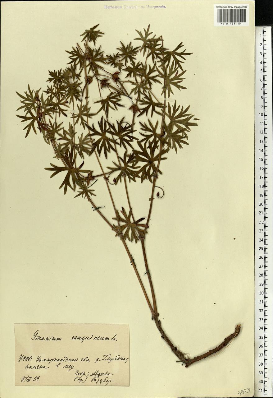 Geranium sanguineum L., Eastern Europe, West Ukrainian region (E13) (Ukraine)