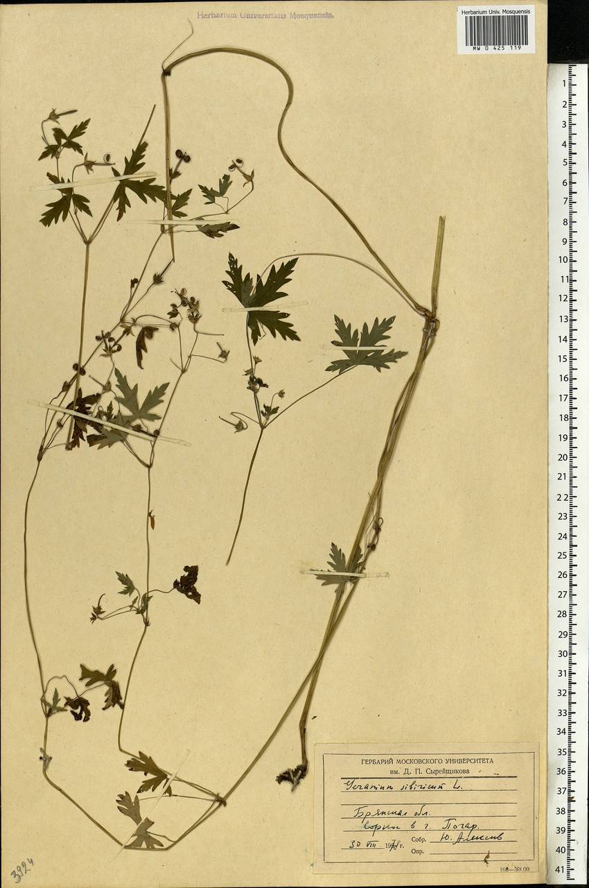 Geranium sibiricum L., Eastern Europe, Western region (E3) (Russia)