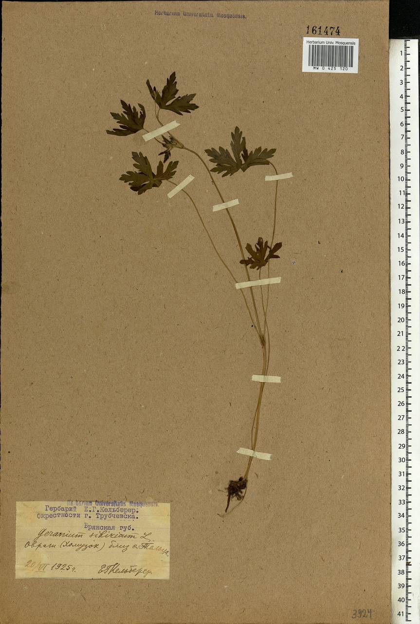 Geranium sibiricum L., Eastern Europe, Western region (E3) (Russia)