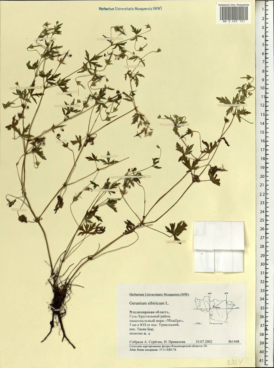 Geranium sibiricum L., Eastern Europe, Central region (E4) (Russia)