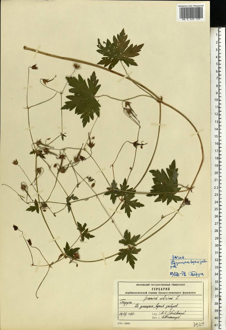 Geranium sibiricum L., Eastern Europe, Central region (E4) (Russia)