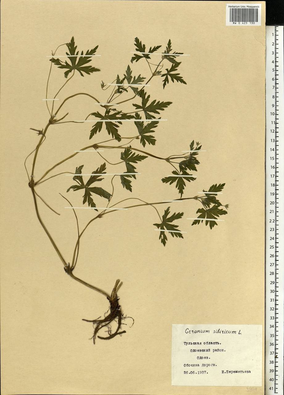 Geranium sibiricum L., Eastern Europe, Central region (E4) (Russia)