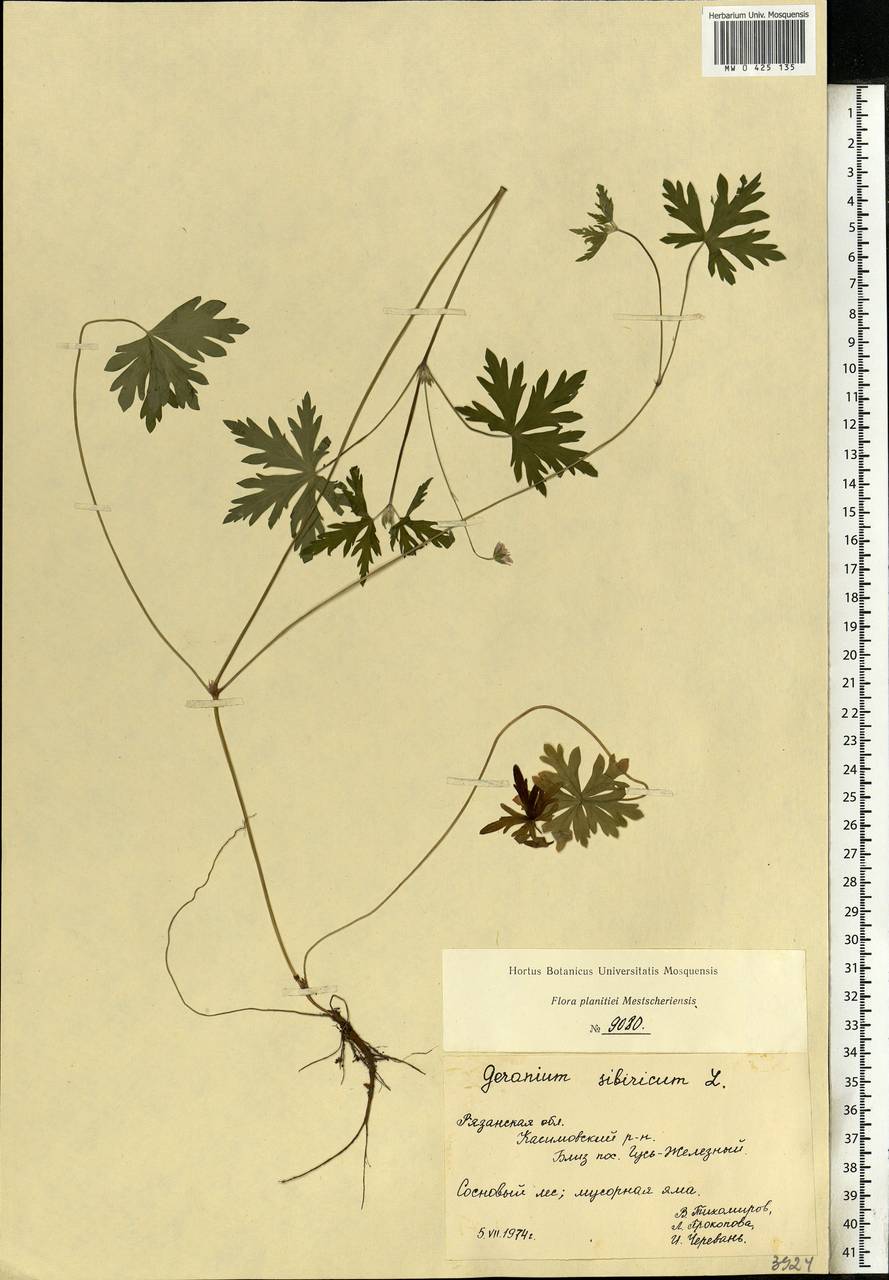 Geranium sibiricum L., Eastern Europe, Central region (E4) (Russia)